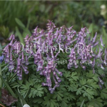 Хохлатка плотная Dixiland (Corydalis solida Dixiland)