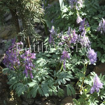 Хохлатка плотная Dixiland (C. solida Dixiland)