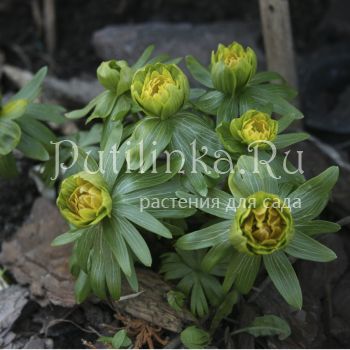 Эрантис Flore Pleno (Eranthis huemalis Flore Pleno)