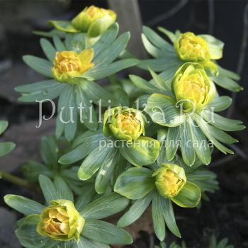 Эрантис Flore Pleno (Eranthis huemalis Flore Pleno)