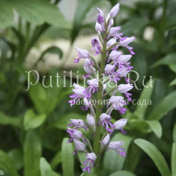 Ятрышник (Orchis)