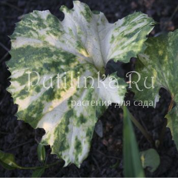 Белокопытник японский Variegata (Petasites japonica Variegata)