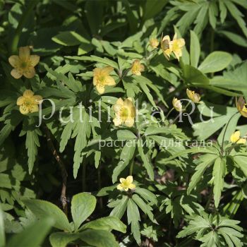 Анемона уральская рыжая (A. uralensis)