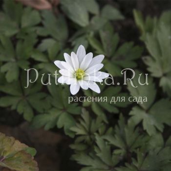 Анемона бланда White Splendour (Anemone blanda White Splendour)