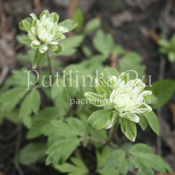 Анемона дубравная (Anemone nemorosa Monstrosa)