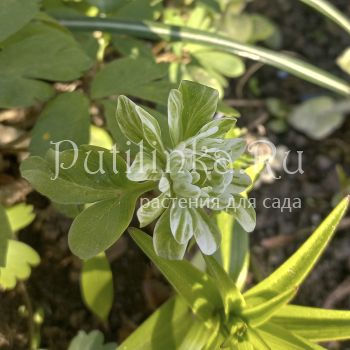 Анемона дубравная Monstrosa (A. nemorosa Monstrosa)