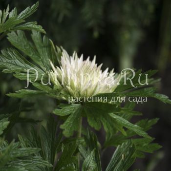 Анемона лесная  Polish Star (Anemone sylvestris Polish Star)