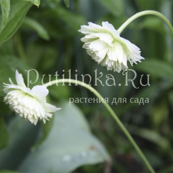 Анемона лесная махровая (Anemone sylvestris Plena)