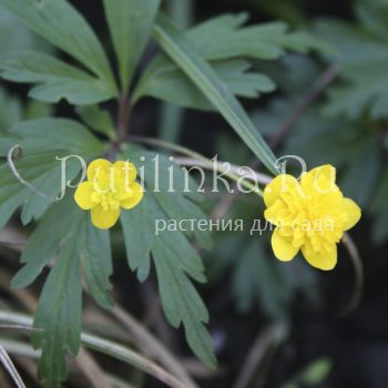 Анемона лютичная Dagerot (Anemona ranunculoides Dagerot)