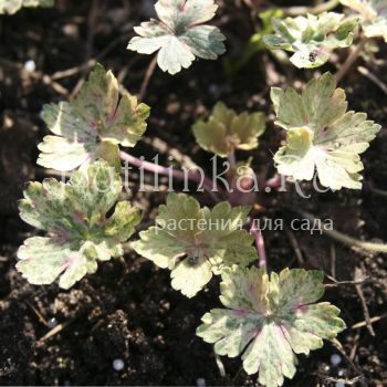 Герань Confetti (Geranium yoshinoi Confetti)