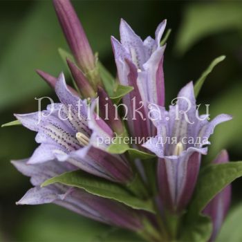 Горечавка ластовневая Pink Swallow (Gentiana asclepiadea Pink Swallow)