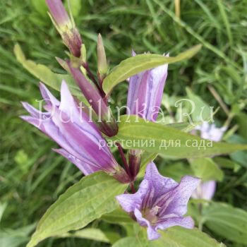 Горечавка ластовневая Pink Swallow (Gentiana asclepiadea Pink Swallow)