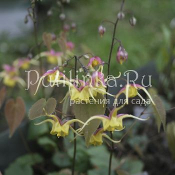 Горянка Fair Dragon (Epimedium hybr. Fair Dragon)