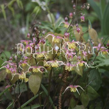 Горянка Fair Dragon (Epimedium hybr. Fair Dragon)