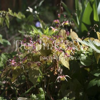 Горянка Fair Dragon (Epimedium hybr. Fair Dragon)