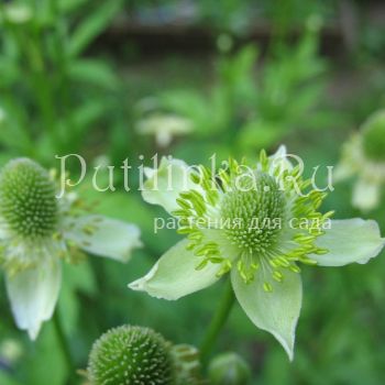 Анемона цилиндрическая (Anemone cylindrica)