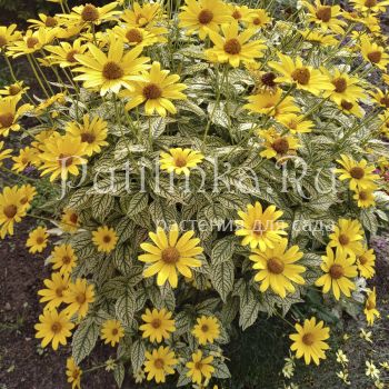 Гелиопсис Variegata (Heliopsis Variegata)