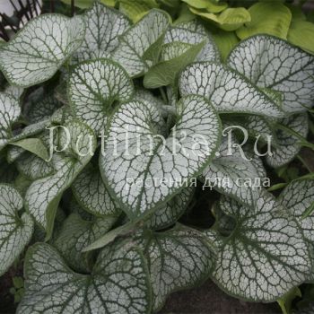 Бруннера Jack Frost (Brunnera Jack Frost)*