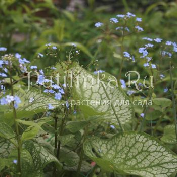 Бруннера Jack Frost (Brunnera Jack Frost)*