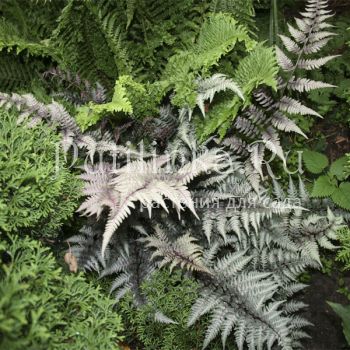 Кочедыжник, папоротник ниппонский Silver Falls (Athyrium niponicum Silver Falls)