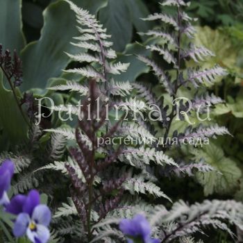 Кочедыжник, папоротник ниппонский Silver Falls (Athyrium niponicum Silver Falls)