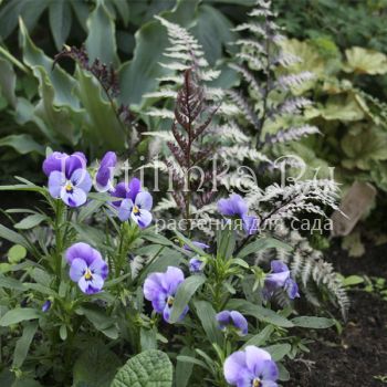 Кочедыжник, папоротник ниппонский Silver Falls (Athyrium niponicum Silver Falls)