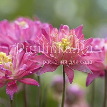 Аквилегия обыкновенная Salmon Rose (Aquilegia vulgaris Salmon Rose)