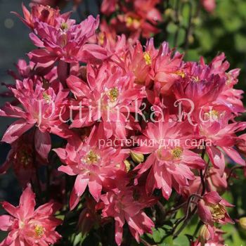 Аквилегия обыкновенная Salmon Rose (Aquilegia vulgaris Salmon Rose)