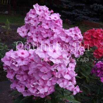 Флокс метельчатый Барыня (Егорова В)*