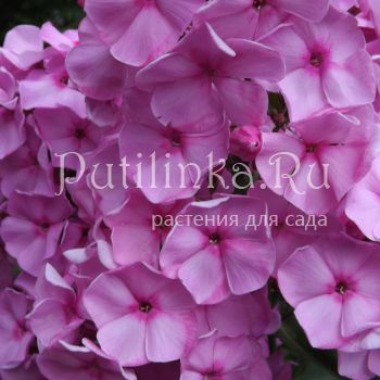 Флокс метельчатый Барыня (Егорова В)*