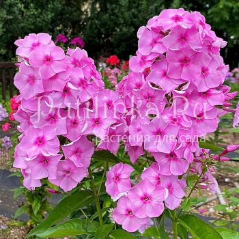 Флокс метельчатый Барыня (Егорова В)*