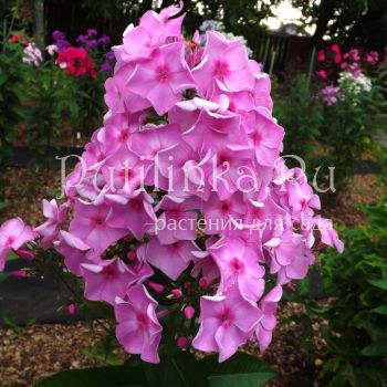 Флокс метельчатый Барыня (Егорова В)*