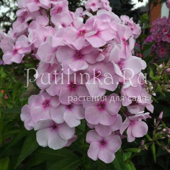 Флокс метельчатый Большой театр (Егорова В)*