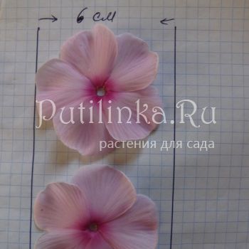 Флокс метельчатый Большой театр (Егорова В)*