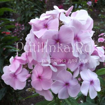 Флокс метельчатый Большой театр (Егорова В)*