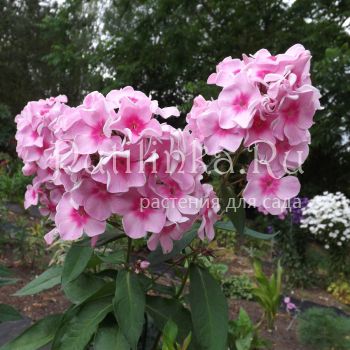 Флокс метельчатый Бубновая дама (Егорова В)*