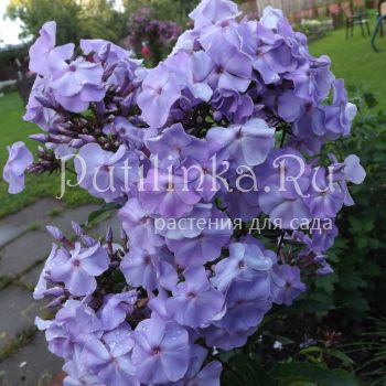 Флокс метельчатый Вешние воды (Егорова В)*