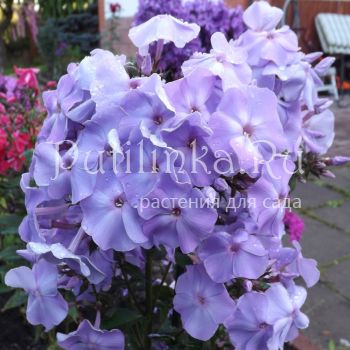 Флокс метельчатый Вешние воды (Егорова В)*