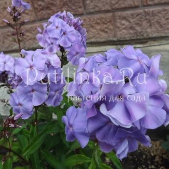 Флокс метельчатый Вешние воды (Егорова В)*