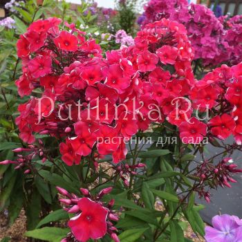 Флокс метельчатый Коррида (Егорова В)*