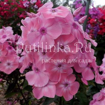 Флокс метельчатый Комильфо (Егорова В)*