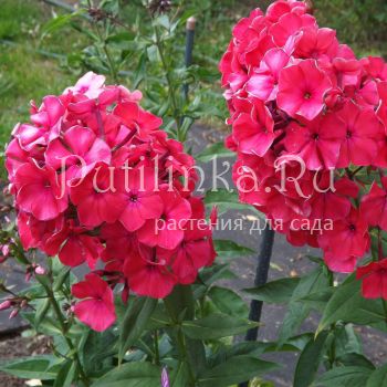 Флокс метельчатый Красная Королева (Егорова В)*