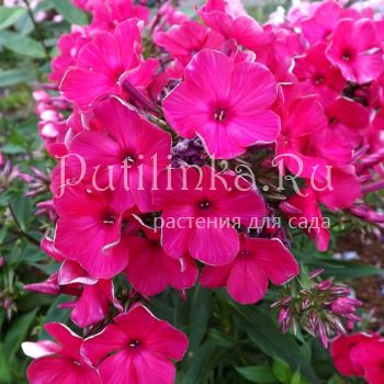 Флокс метельчатый Красная Королева (Егорова В)*