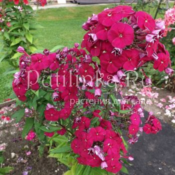 Флокс метельчатый Маленький принц (Егорова В)*