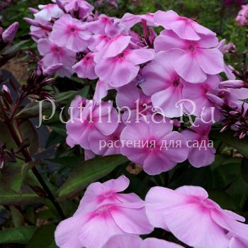 Флокс метельчатый Млада (Егорова В)*