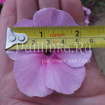 Флокс метельчатый Млада (Егорова В)*