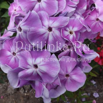 Флокс метельчатый Морская звезда (Егорова В)*