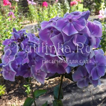 Флокс метельчатый Морская звезда (Егорова В)*