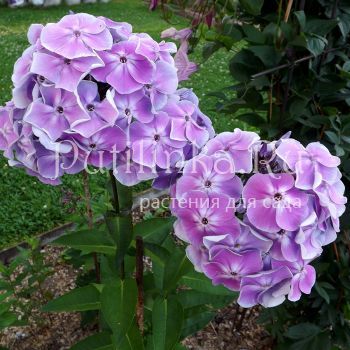 Флокс метельчатый Морская звезда (Егорова В)*