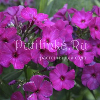 Флокс метельчатый Пурпур (Егорова В)*